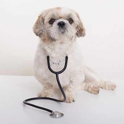 I Controlli Veterinari Essenziali, cucciolo di cane in visita dal veterinario