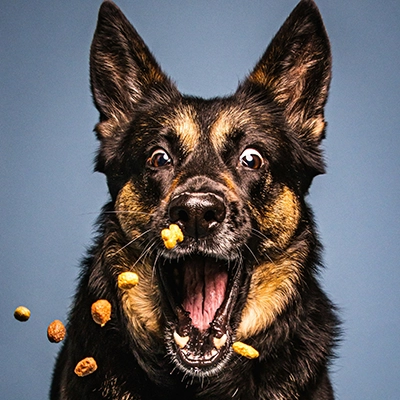Snack-e-Premi-per-Cani:-Quali-Sono-Sani-e-Quali-Evitare-cane-prende-biscottini-al-volo