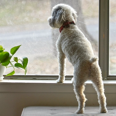 piccolo cane meticcio che guarda dalla finestra