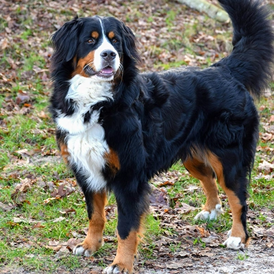 bovaro del bernese caniandfriends.com